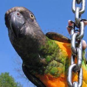 vogels