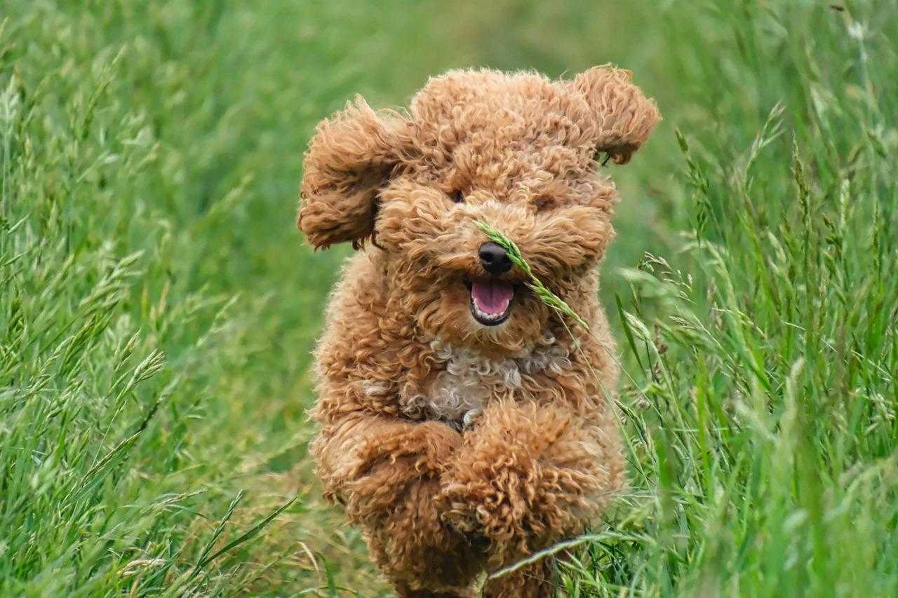 hond