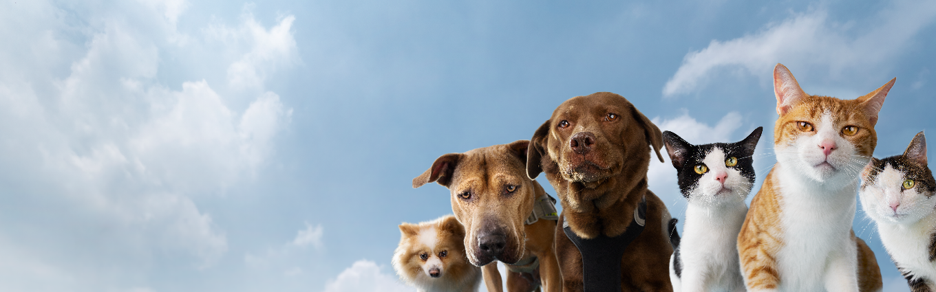 Homepage header 1
